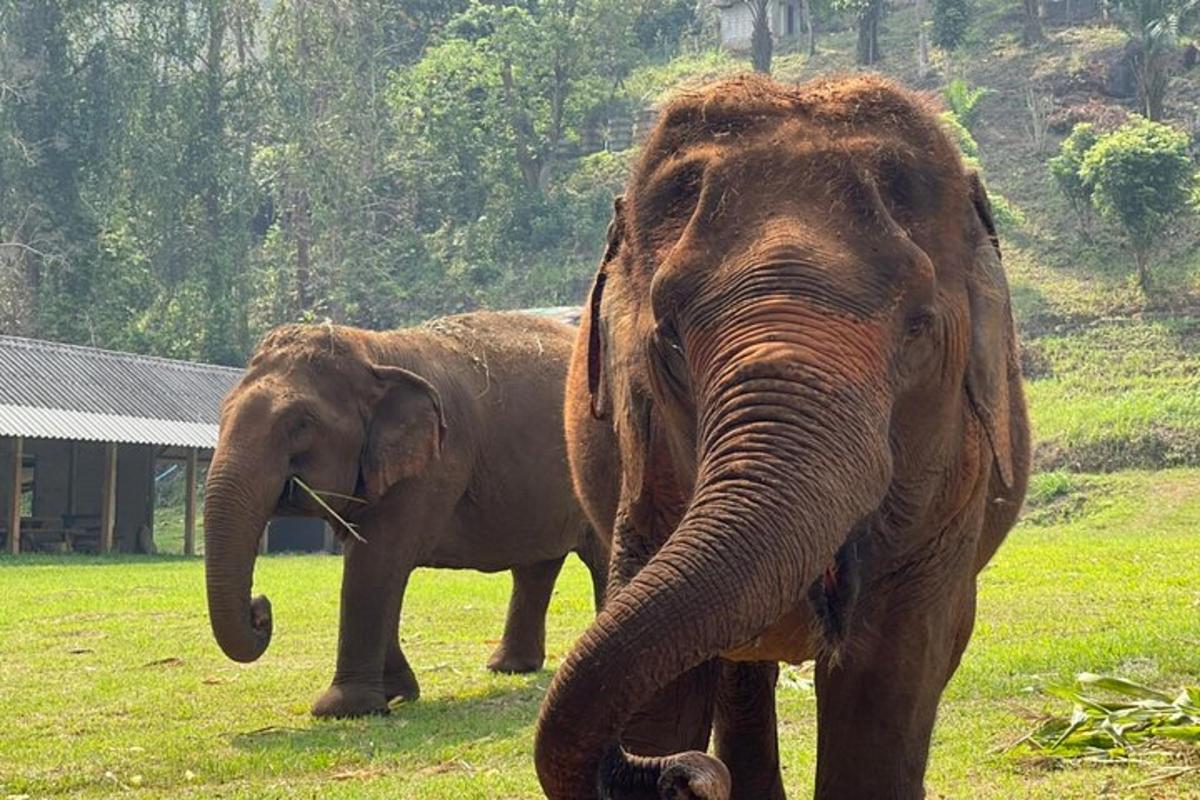 two elephants standing next to each other in a field