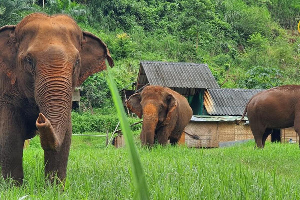 a group of elephants standing in a field
