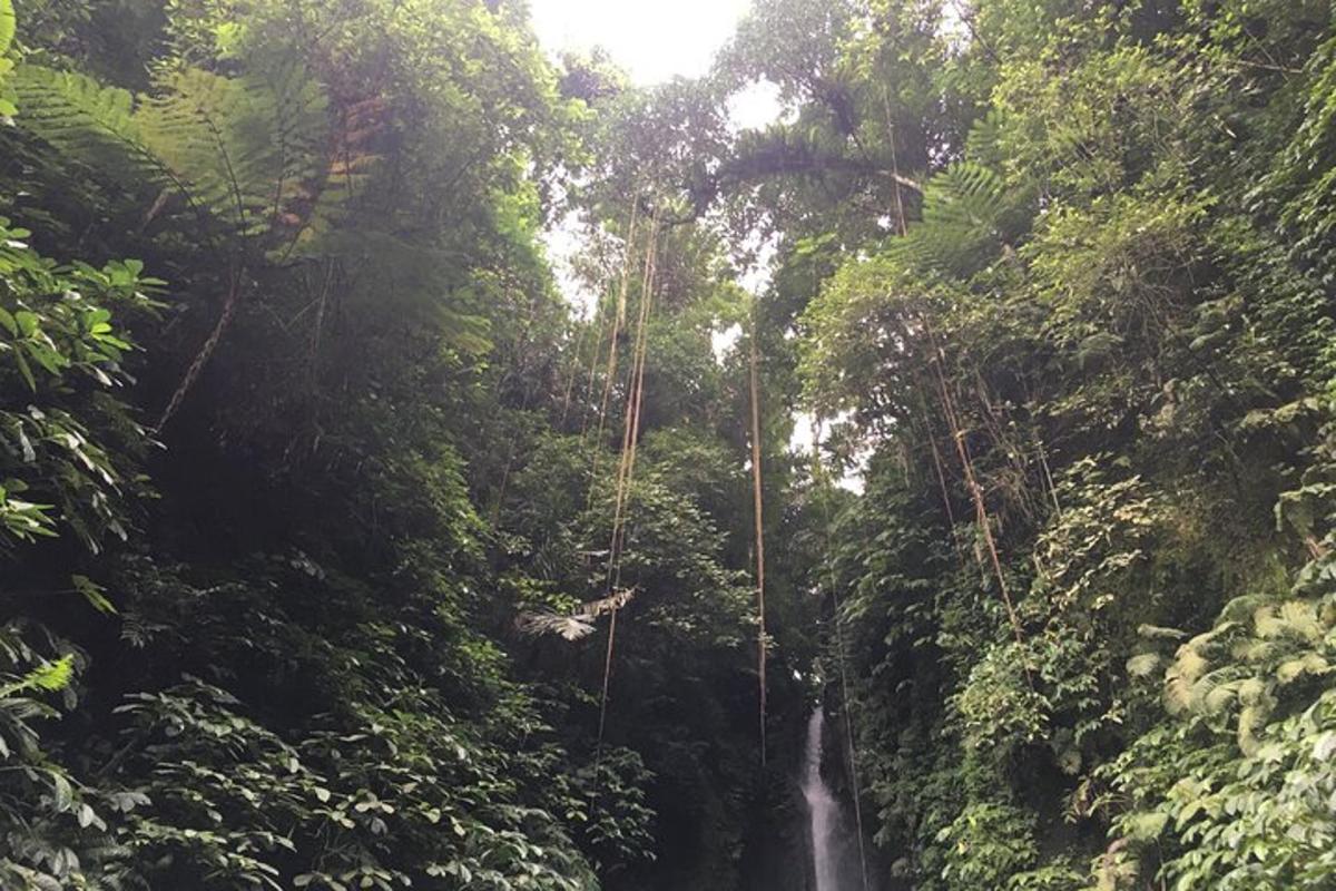 uma cachoeira no meio de uma floresta