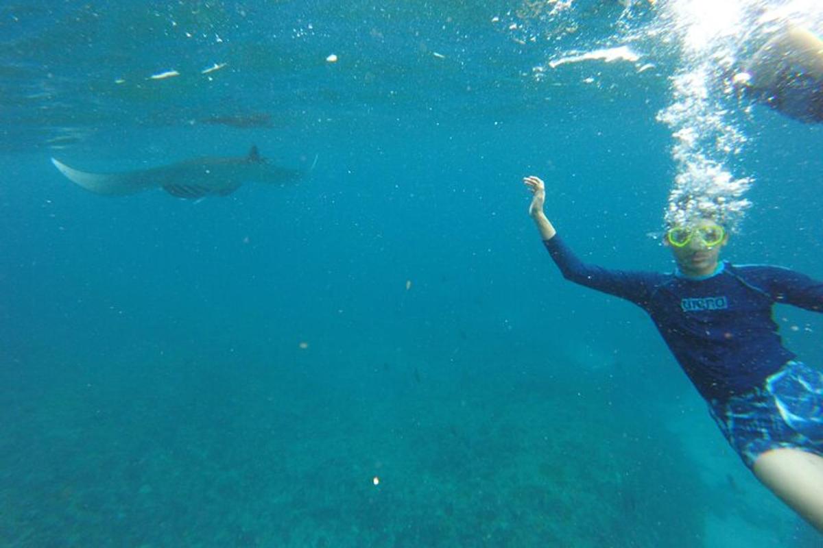 una persona nedant a l'aigua amb un tauró balena