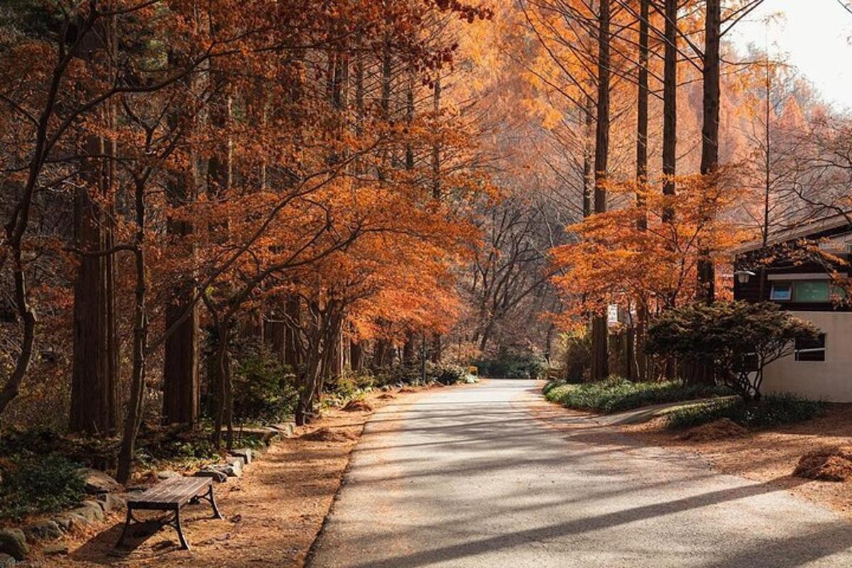 una strada alberata con una panchina in un parco
