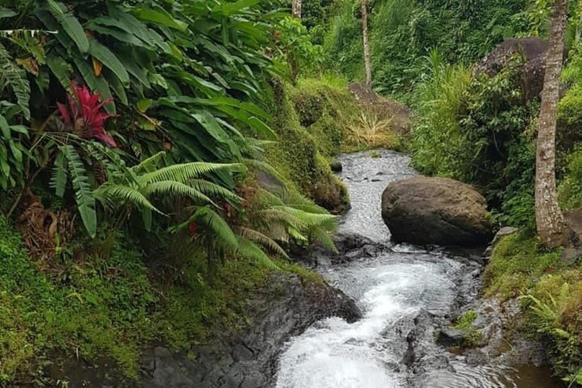 un ruscello d'acqua in mezzo a una foresta