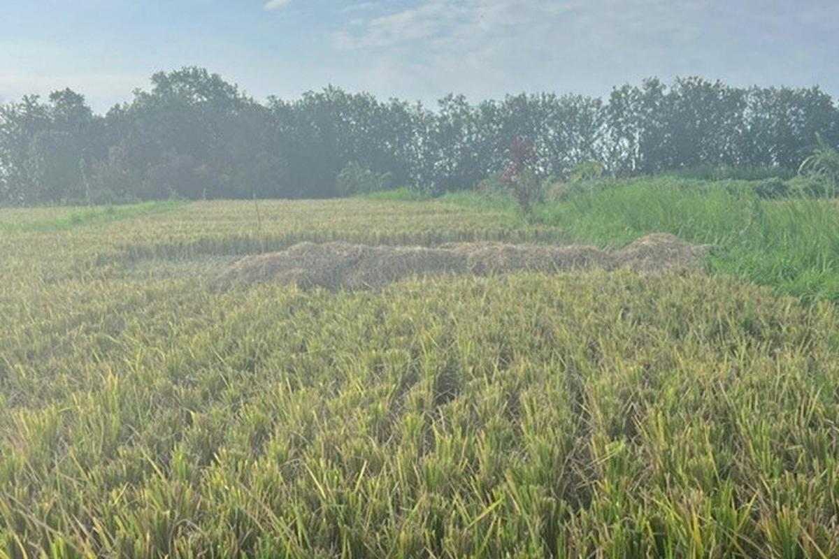 un campo di erba alta con un mucchio di terra