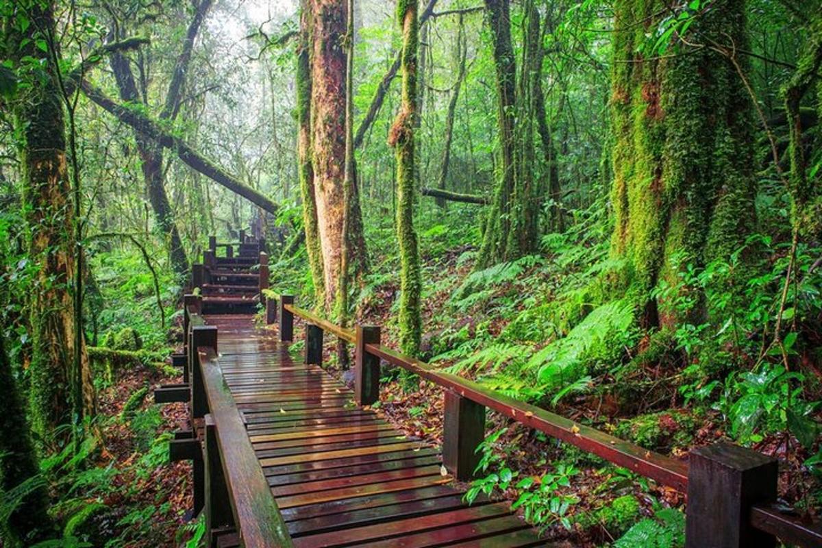uma trilha de madeira em uma floresta com um calçadão de madeira