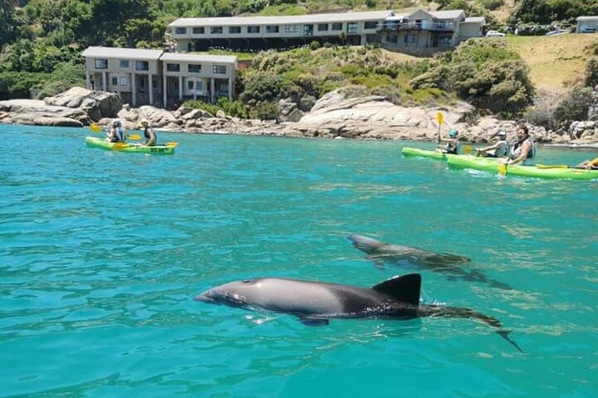 en delfin som svømmer i vannet med folk i kajakker