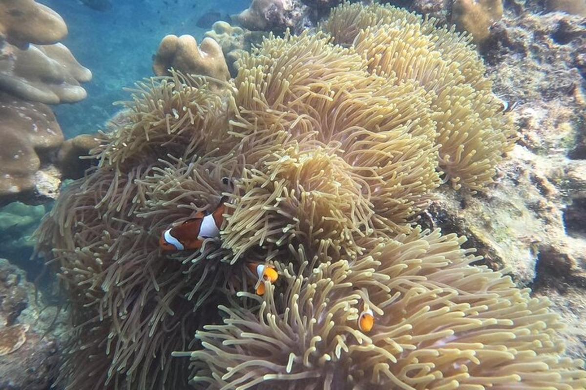 a clown fish on a coral reef