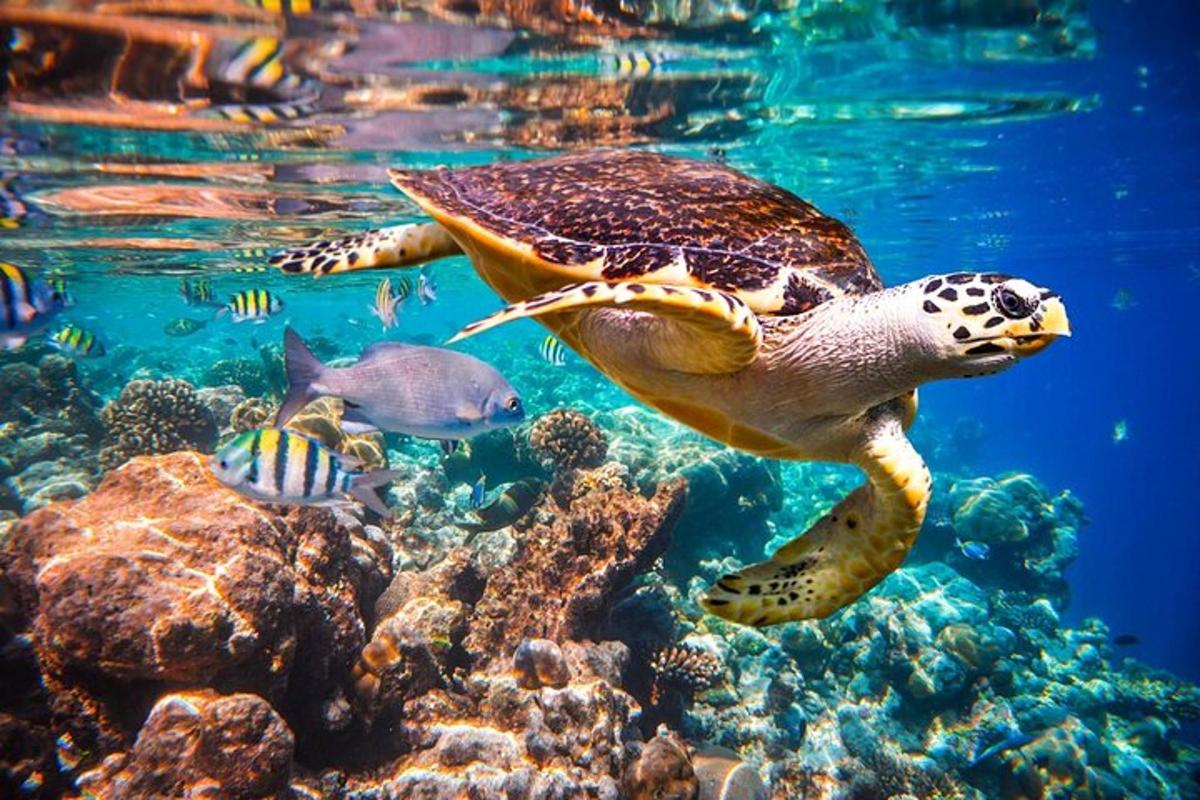 uma tartaruga marinha verde nadando no oceano