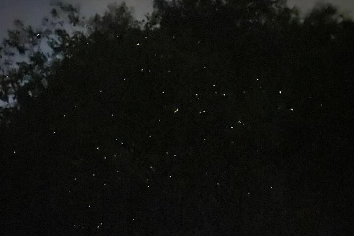 a group of trees at night with stars
