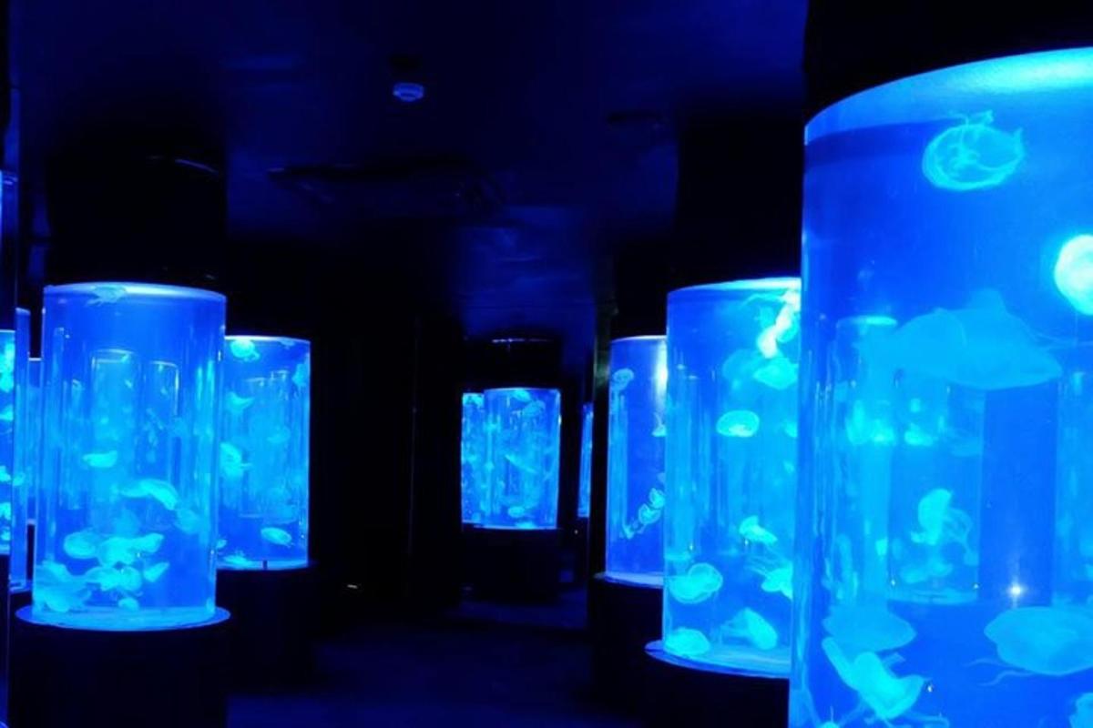 a row of blue glasses with fish in them