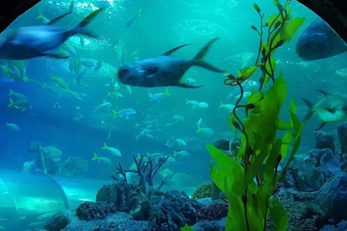a group of fish swimming in an aquarium