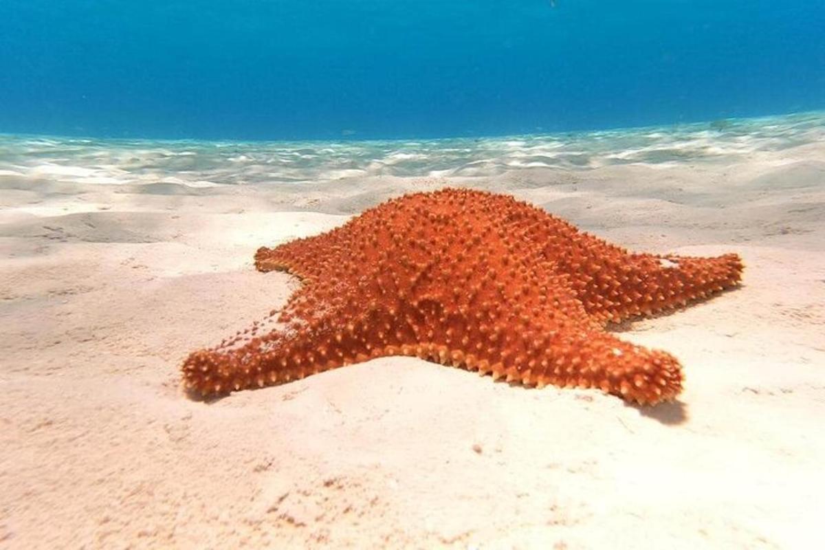 uma estrela do mar deitada na areia da praia