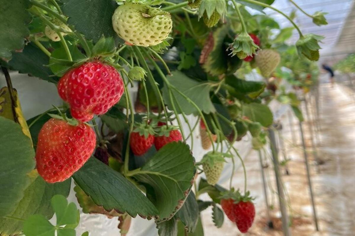 Un montón de fresas creciendo en un invernadero.