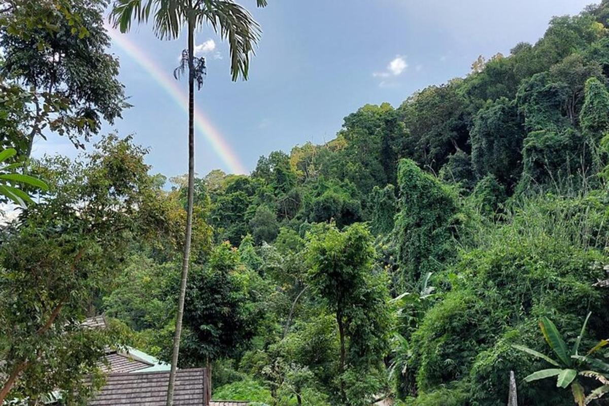 uma palmeira no meio de uma floresta com um arco-íris