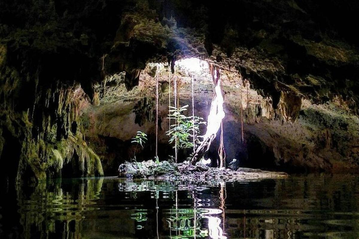 una grotta con una pianta nell'acqua di notte
