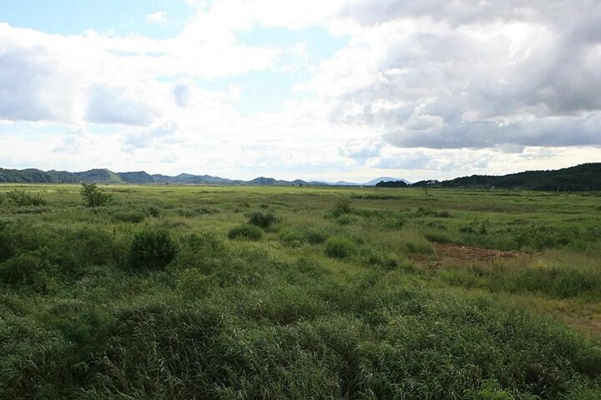 un grande campo aperto con erba verde e alberi