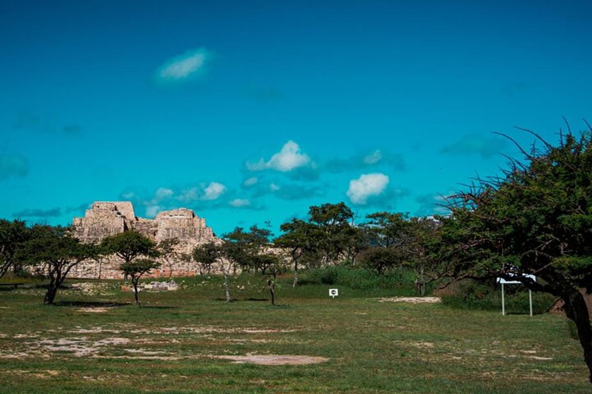 uma vista de um campo com pedras e árvores