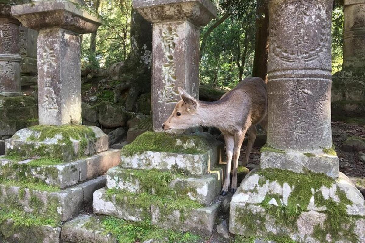 un cérvol dret sobre un pilar de pedra en un cementiri
