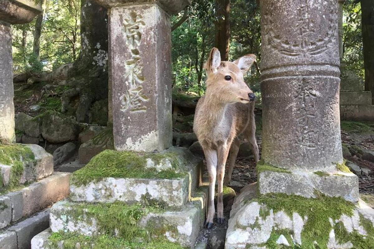 un cérvol dret sobre un pilar en un temple