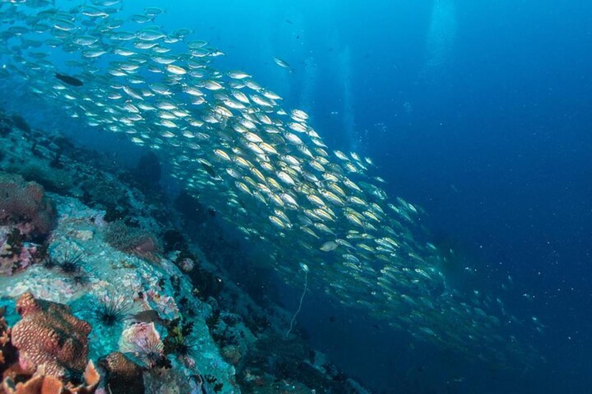 um cardume de peixes nadando ao redor de um recife de coral