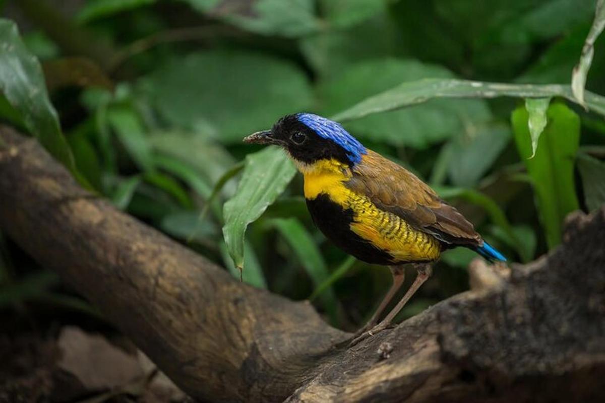 un uccello seduto su un ramo di un albero