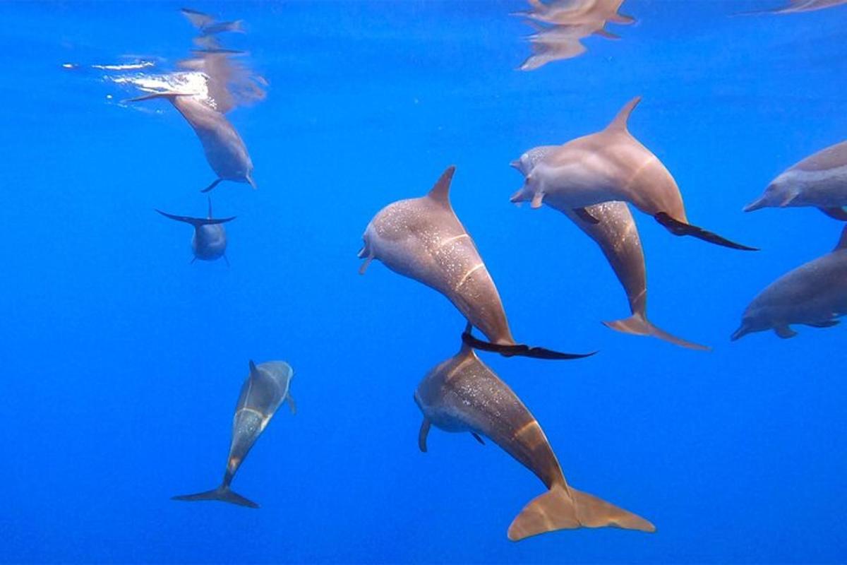 a group of dolphins swimming in the water