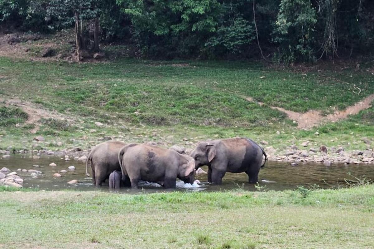 three elephants standing in the water in a field
