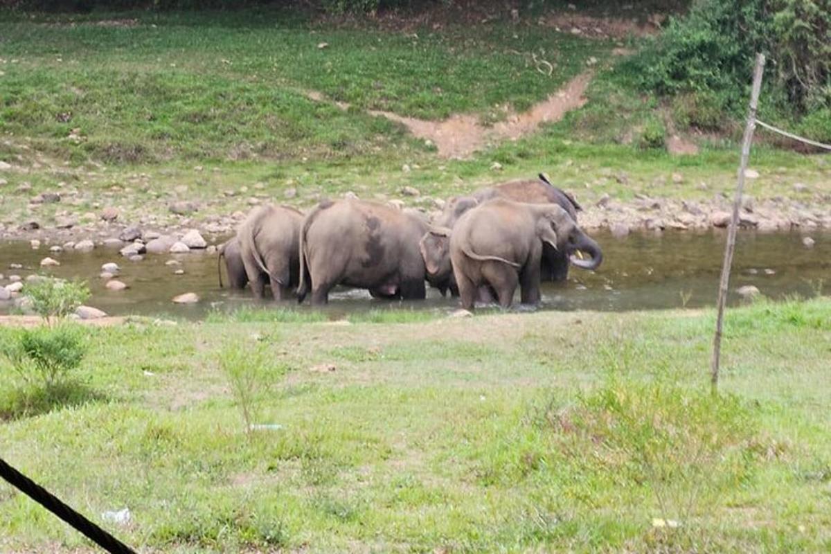 a group of elephants standing in the water