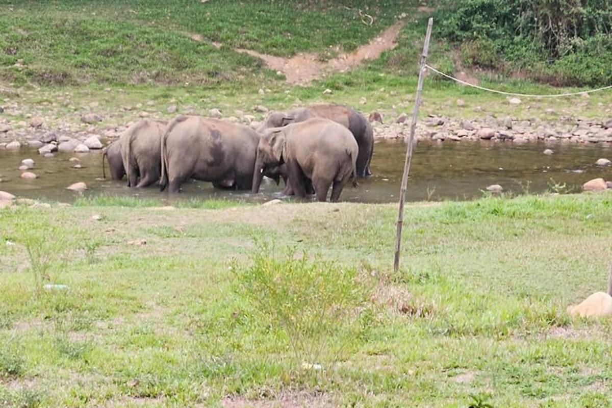 a herd of elephants standing in the water