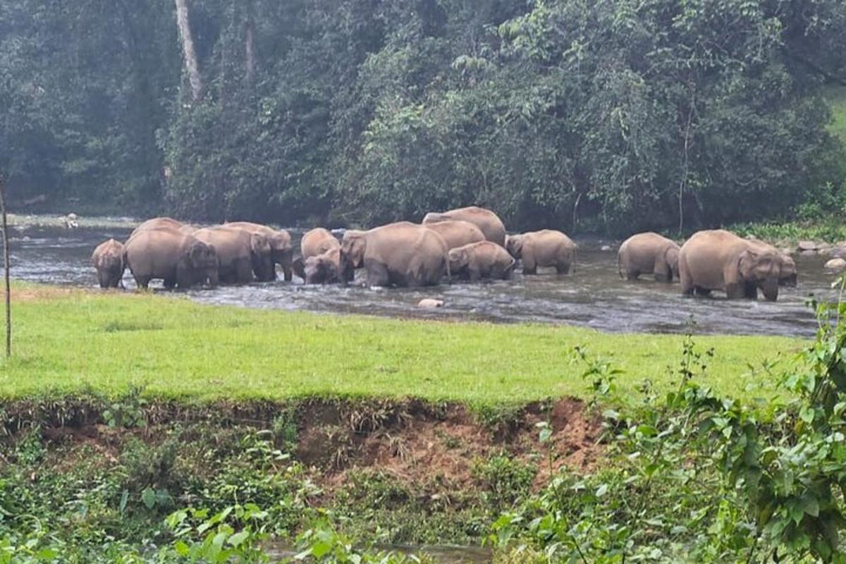 a herd of elephants standing in the water