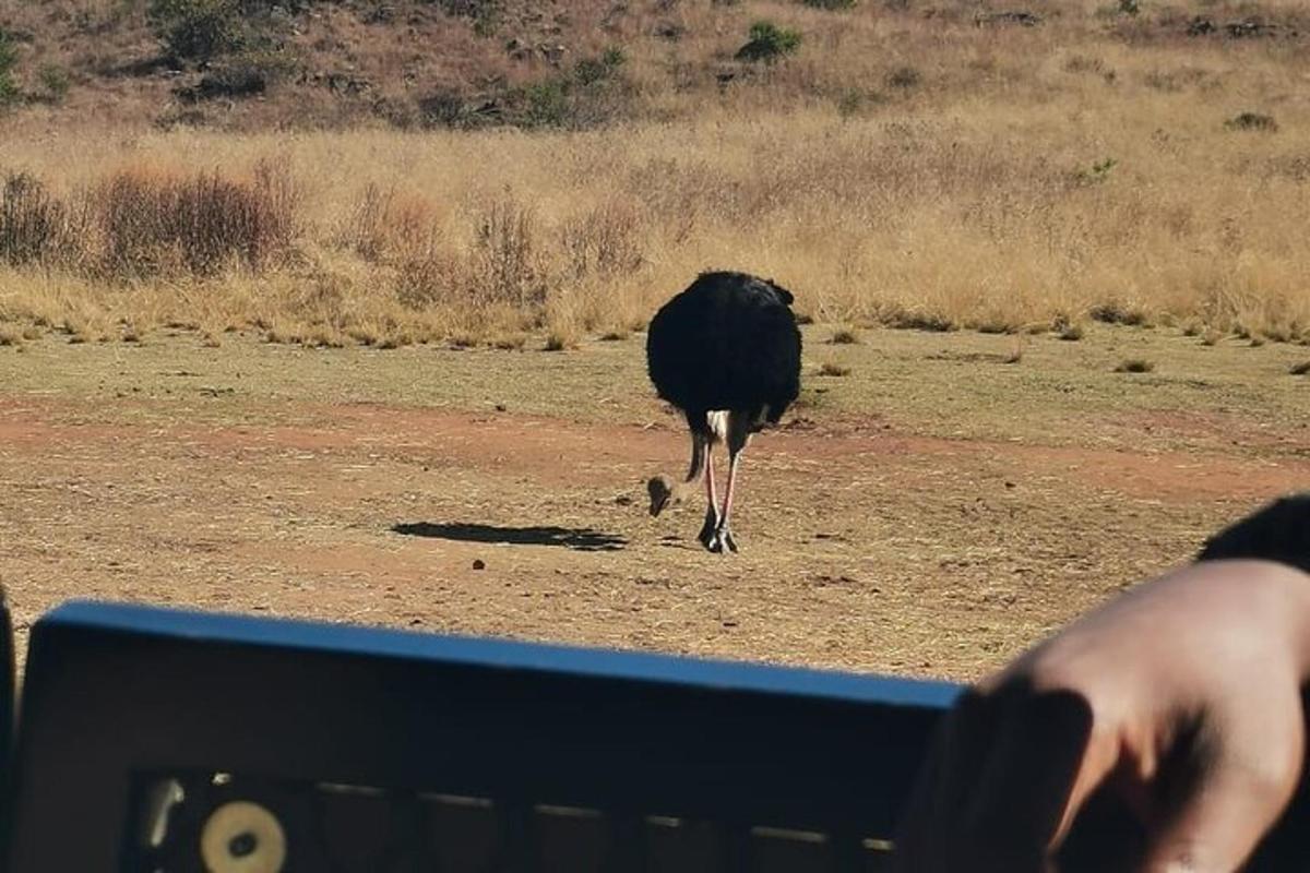 um pássaro parado em um campo perto de um banco