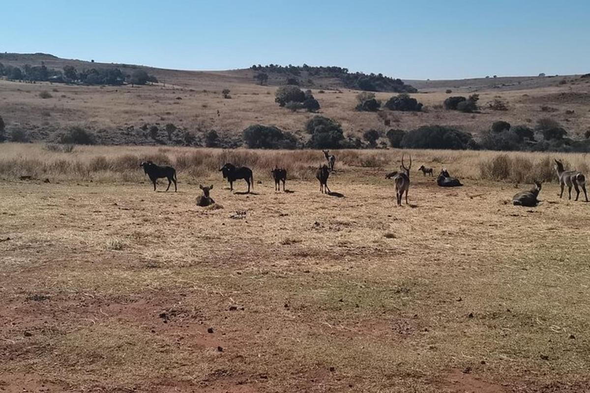 Un grupo de animales de pie en un campo