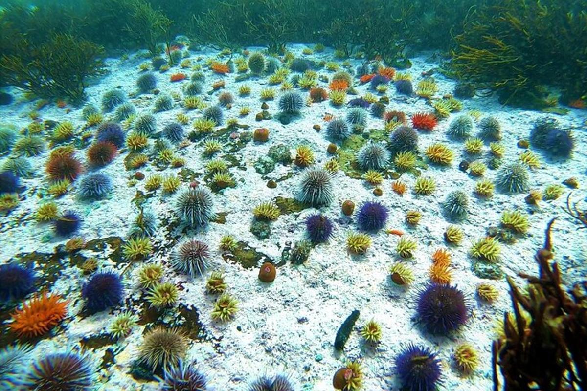 una imagen submarina de un arrecife de coral
