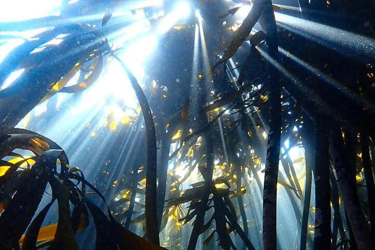 Una pecera con el sol brillando a través del agua.