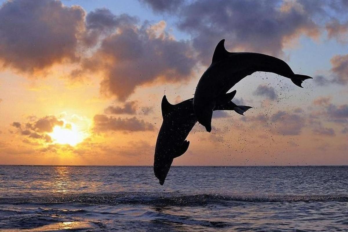 due delfini che saltano nell'acqua della spiaggia