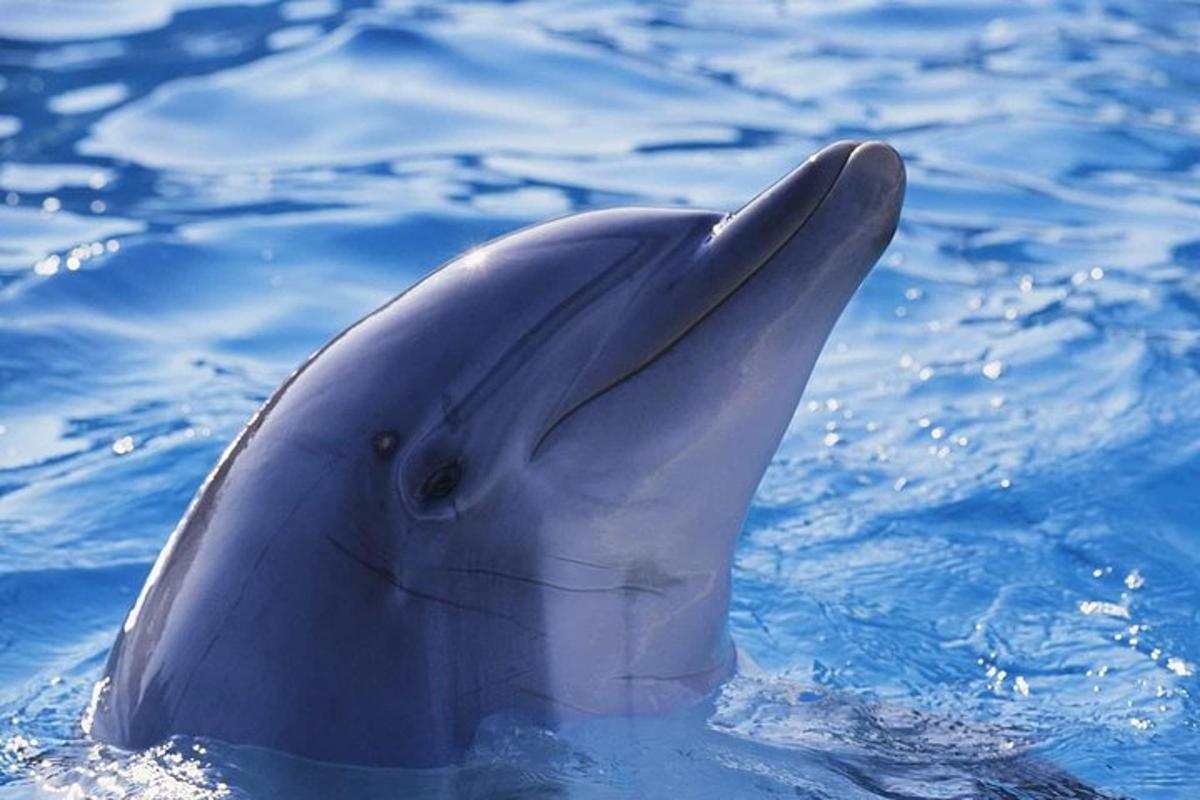 un delfino in acqua con la testa rivolta verso l'alto