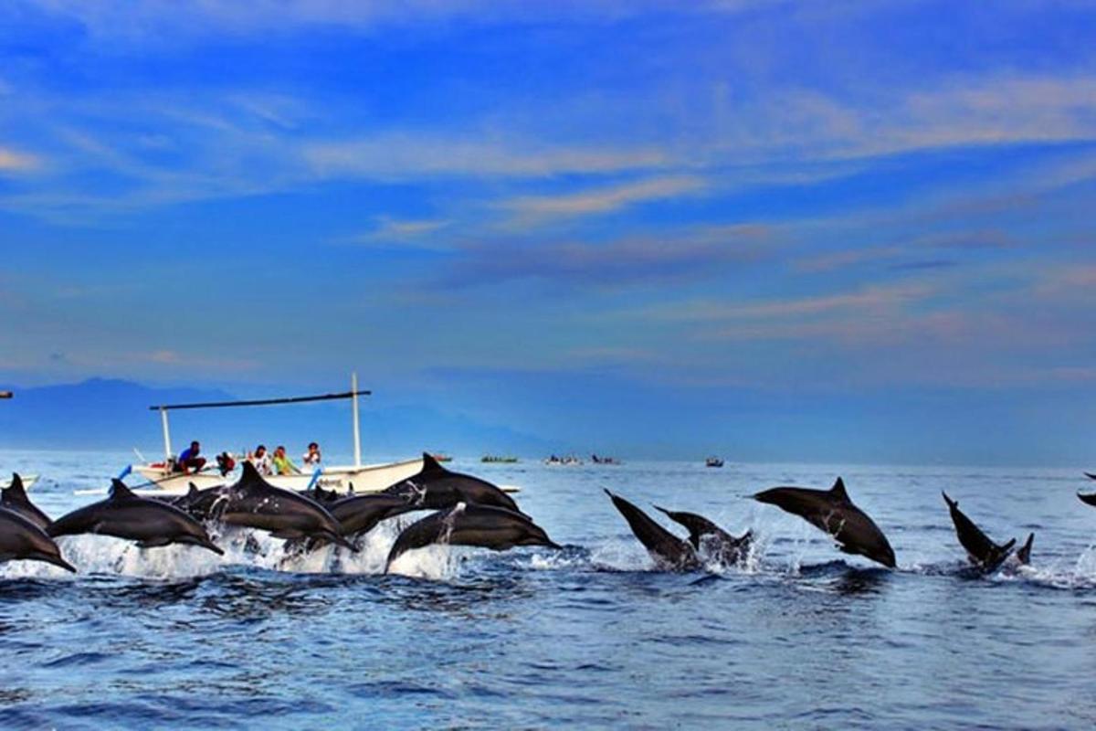 un gruppo di delfini in acqua vicino a una barca