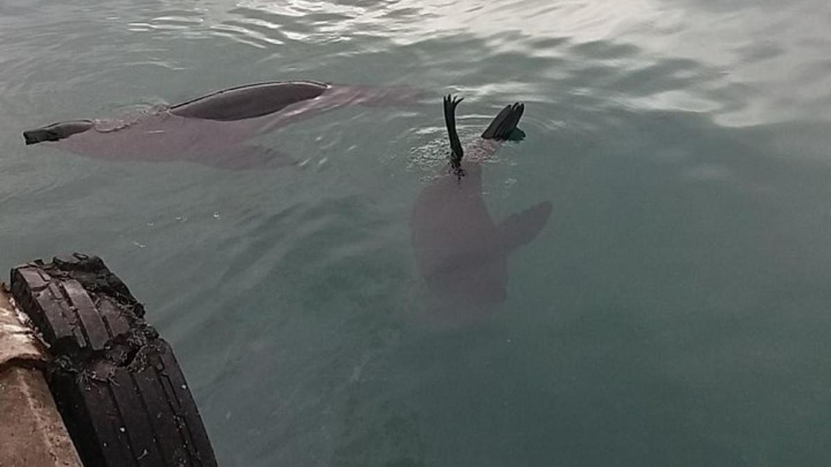 un delfino che nuota nell'acqua vicino a un molo