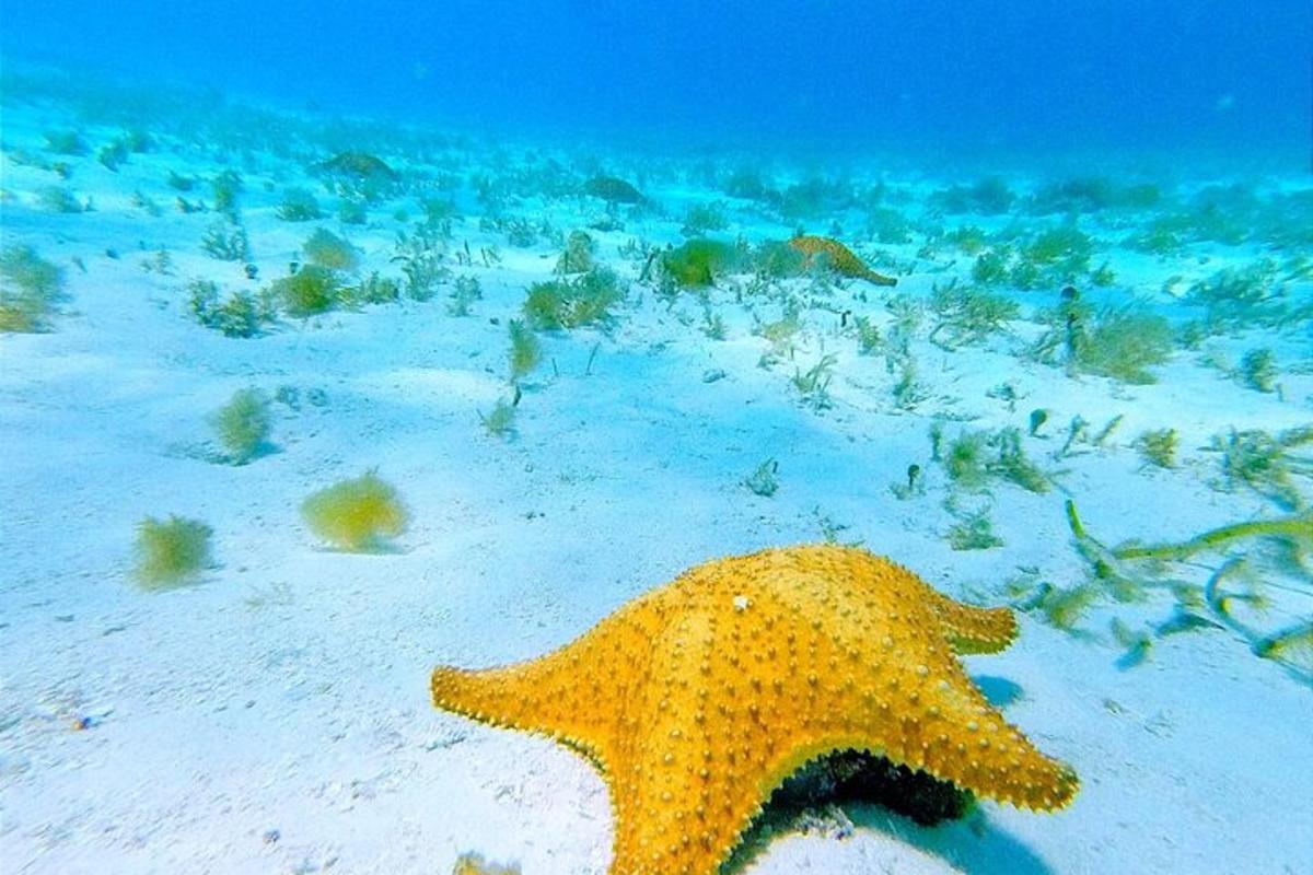 bintang laut kuning di pantai berpasir dengan terumbu karang