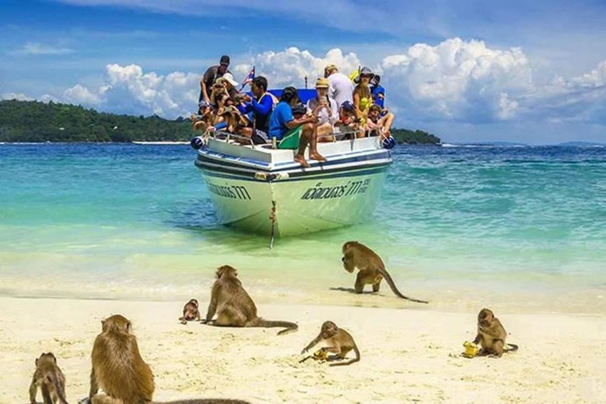 กลุ่มลิงกำลังนั่งอยู่บนชายหาดข้างเรือ