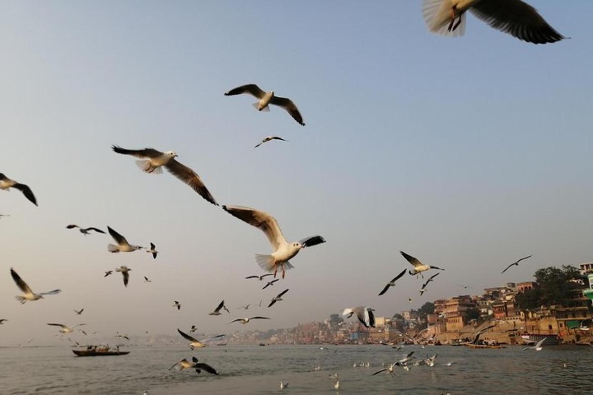 una bandada de pájaros volando sobre un cuerpo de agua