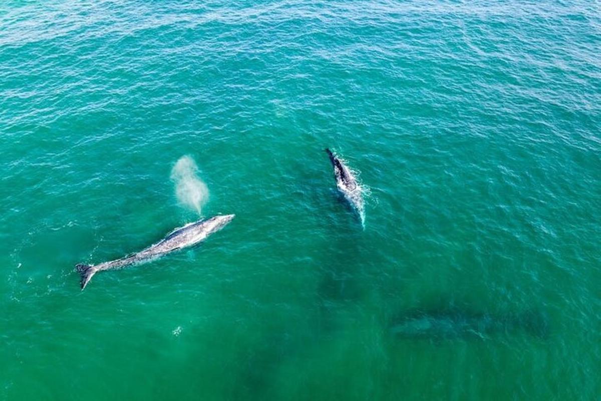 two dolphins swimming in the water in the ocean