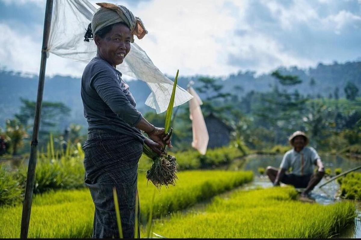 một người phụ nữ đang cầm ô trên cánh đồng