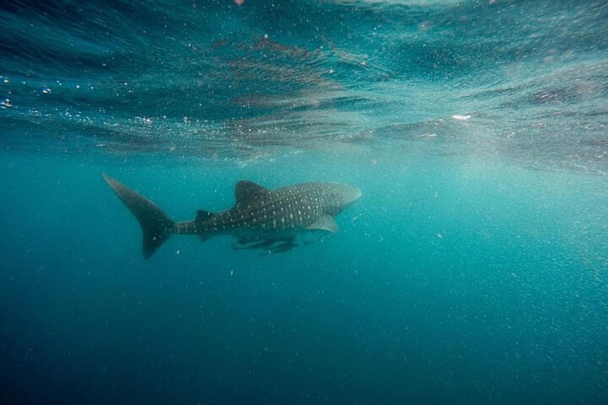 Fotografia da atração 6