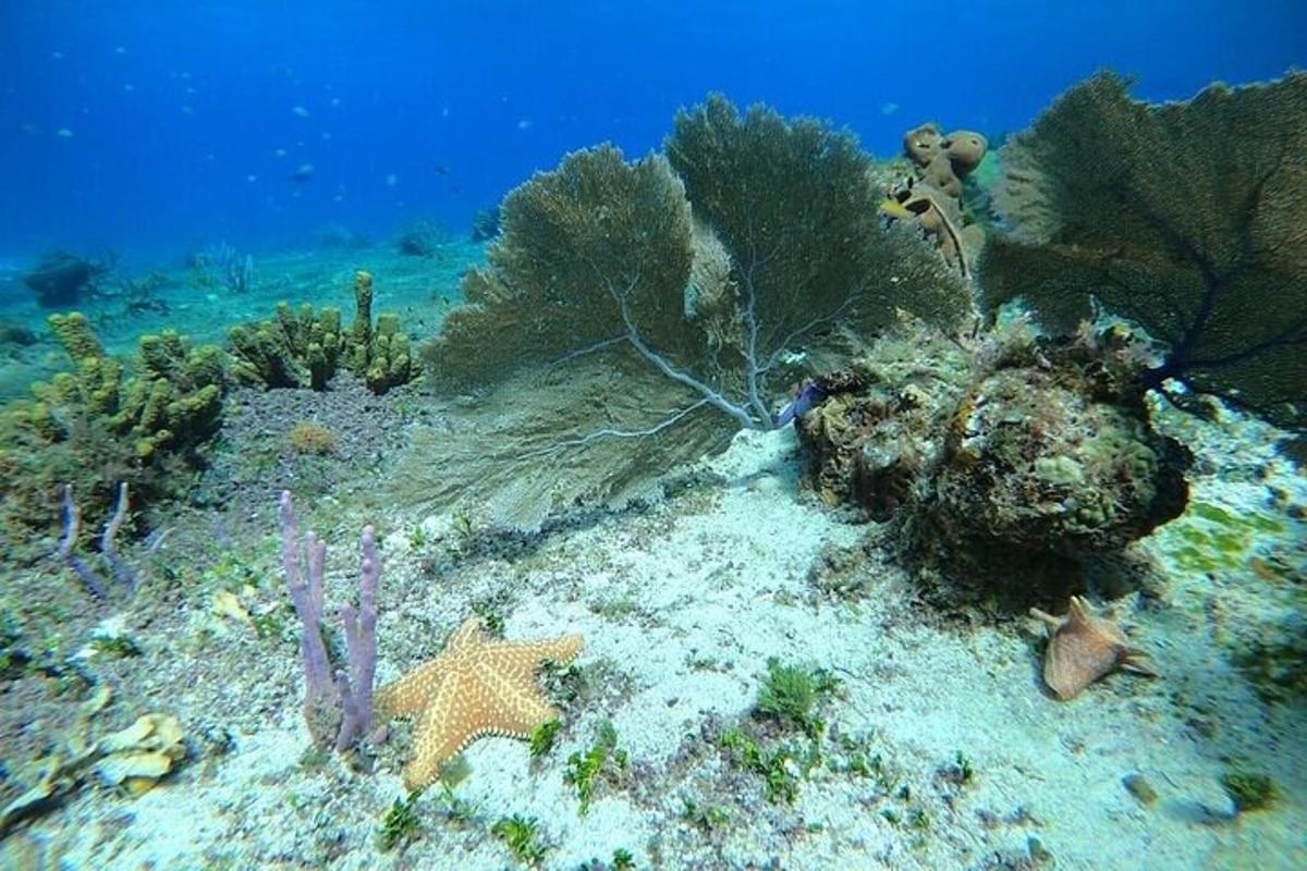 una barriera corallina con una stella marina e altri organismi