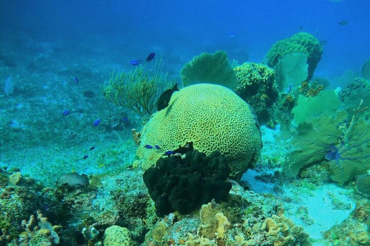 un grosso pesce che nuota sopra una barriera corallina