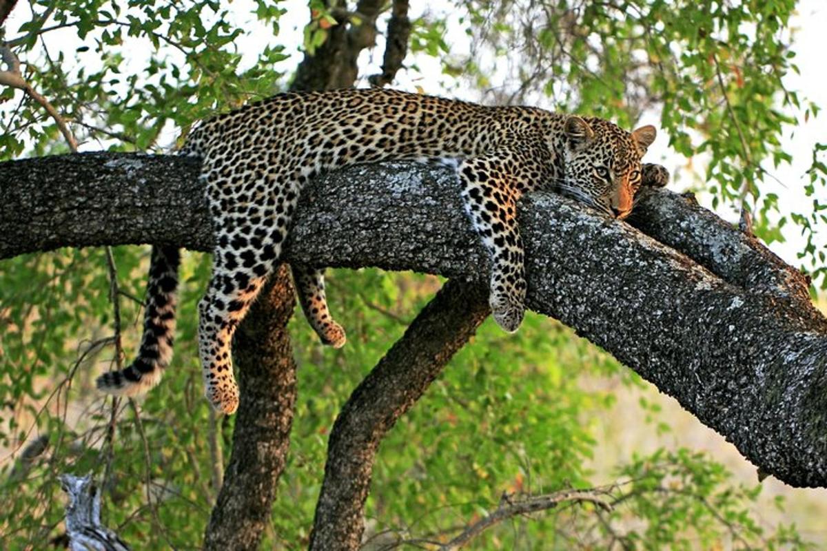 ein Leopard, der auf einem Ast liegt