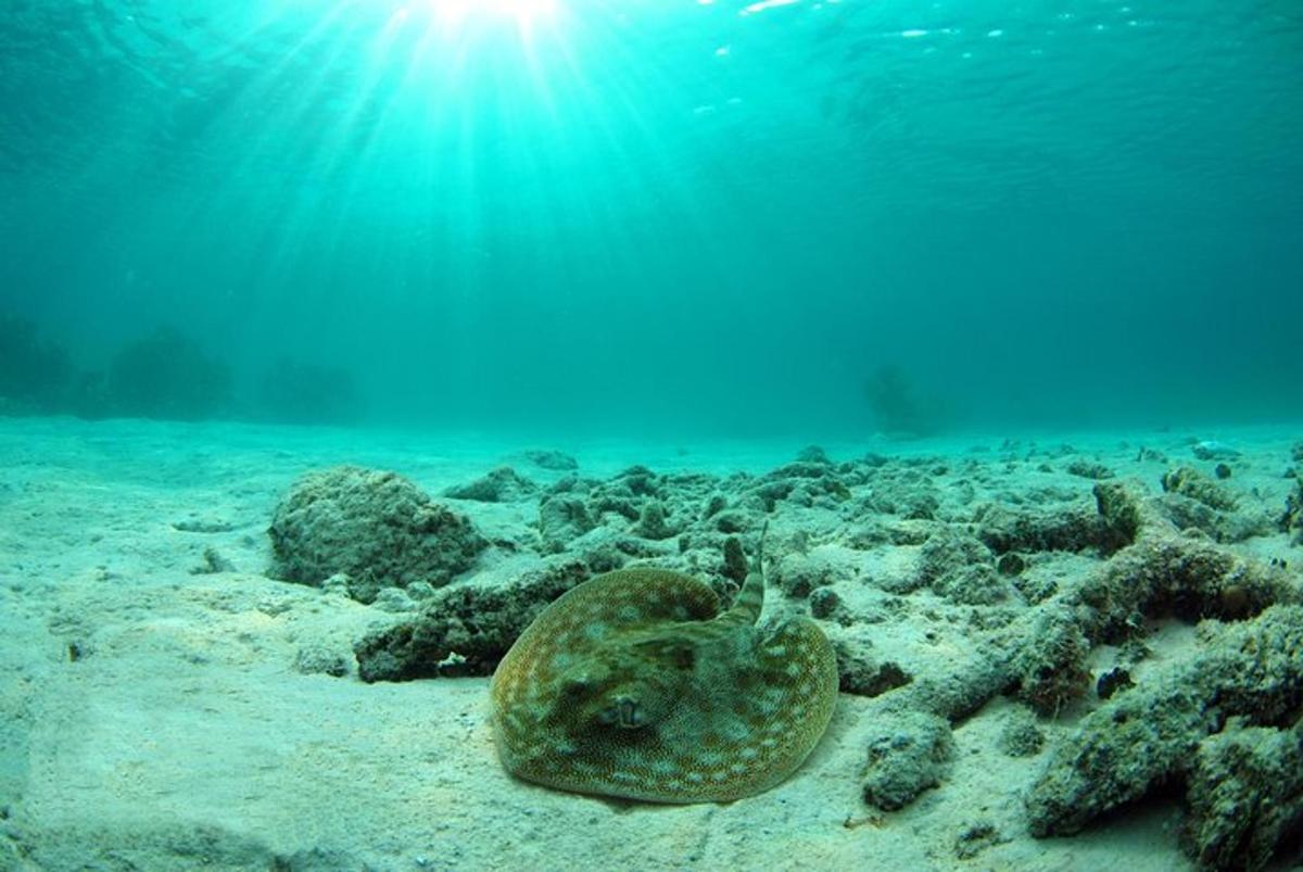 rejnoka ležícího na písku v oceánu