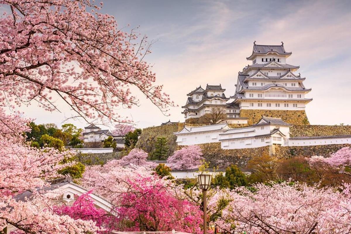 una vista del castell d'Osaka amb cirerers