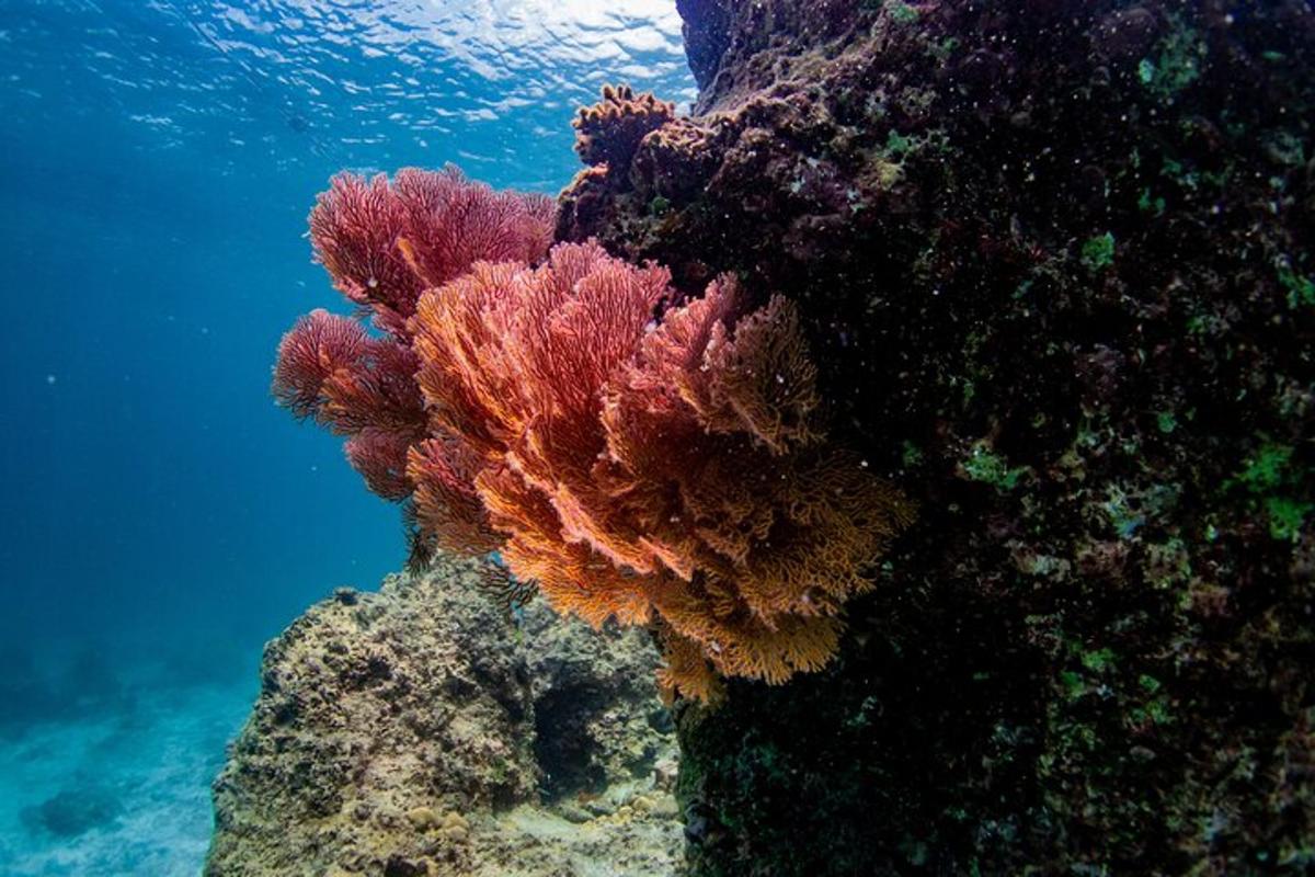 un grup d'esculls de corall a l'oceà