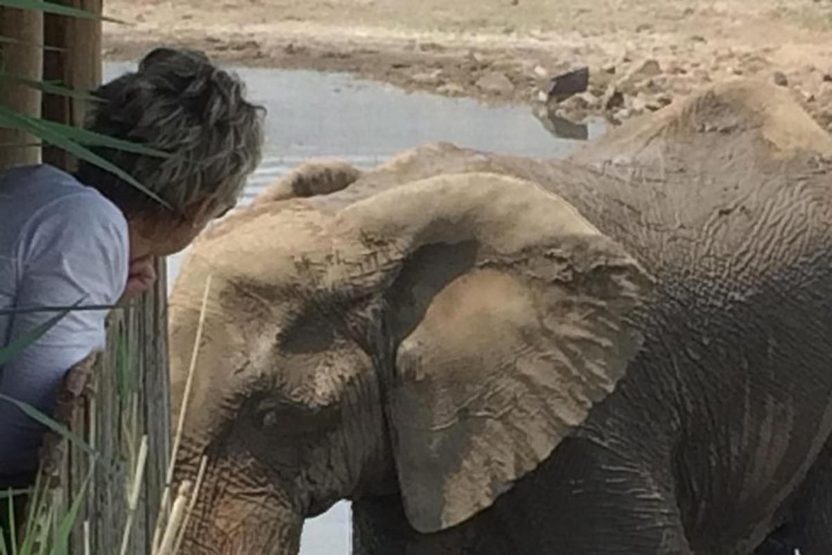 um homem debruçado sobre uma cerca olhando para um elefante